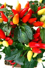 Planta 31