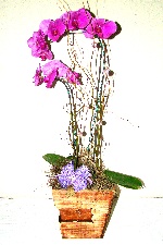 Planta 19